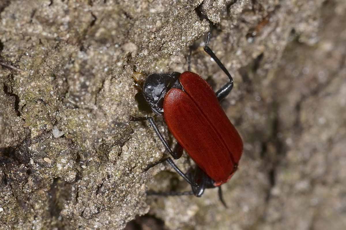 Ovideposizione di Pyrochroidae